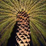 Close-up of lit up palm tree