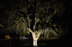 Large tree illuminated with exterior lights